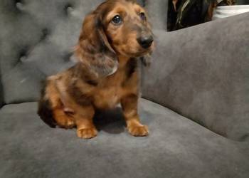 Jamnik długowłosy ,merle piesek