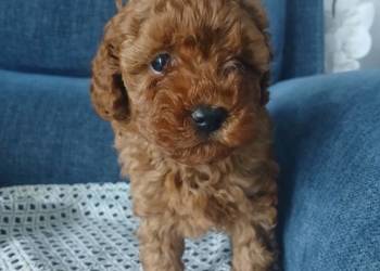 Pudel Miniatura Red samica