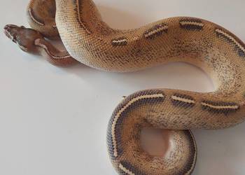 Pyton królewski samiec highway Orange dream