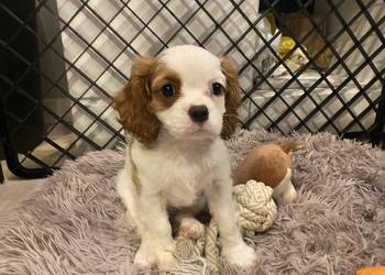 Cavalier king charles spaniel