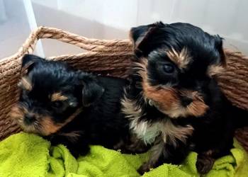 York yorki Yorkshire terier rasowy piesek i suczka