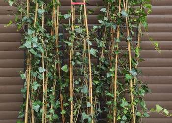 Żywopłot duży bluszcz Hedera Helix 160cm-200cm