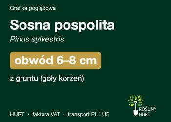 Sosna pospolita (Pinus sylvestris) obwód 6-8 cm, z gruntu – HURT