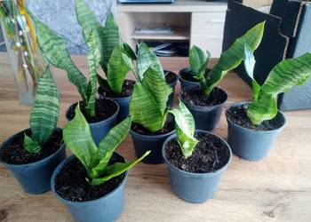 Sansevieria -sadzonki kwiatka