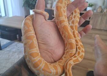 Pyton tygrysi / birmański albino samiczka - python bivittatus