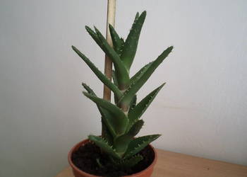 aloes mitriformis kwiat doniczkowy