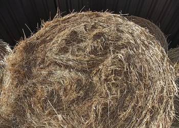 Siano Bele, baloty siana, siano w belach ze stodoły