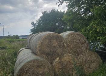 Siano 25zł zeszłoroczne