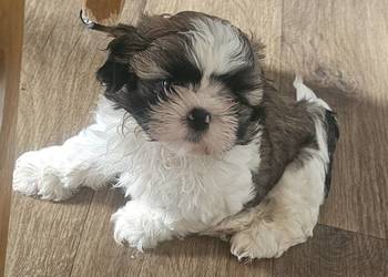 Shih Tzu - tri color