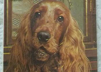 Flush. Opowiadania i powieść Viginia Woolf (ros)