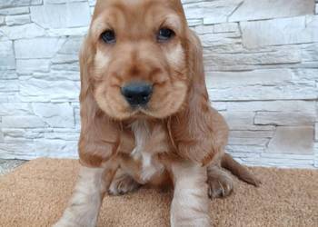 Śliczny Cocker Spaniel Angielski