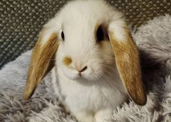 Królik baranek mini lop