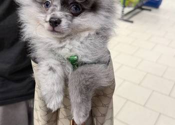 pomeranian