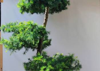 Bonsai Niwaki Modrzew