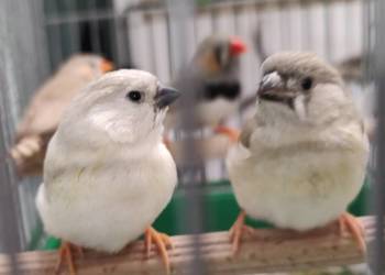 Zeberki amadyny zebrowate młodziutkie