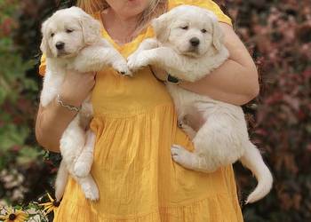 Sprzedam szczenięta golden retriever ZkwP/FCI