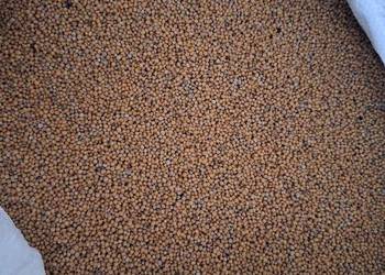 Gorczyca biała Gracja, po centrali, oczyszczona.