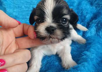 piesk shih tzu do rezerwacji