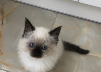 Kotki Ragdoll
