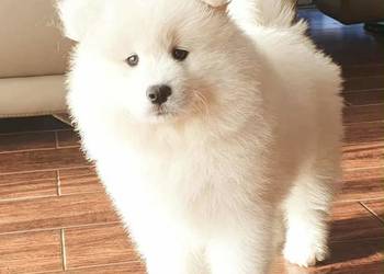 Samoyed suczka