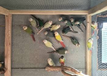 Rudosterki różne mutacje 2025