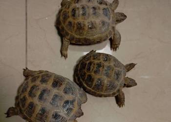Żółw Stepowy Lądowy Testudo Horsfieldii Podrośnięty Ładny Młody