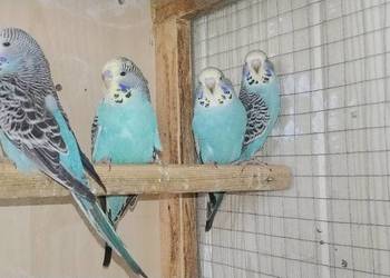 Papużki faliste standard 2026