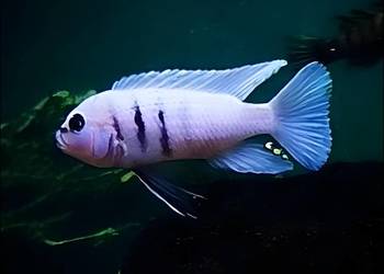 Pyszczaki Malawi Cynotilapia Hara Gallireya Reef