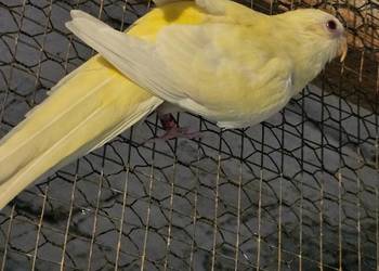 Sprzedam świergotki !!!