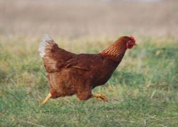 Ferma sprzeda kury w9