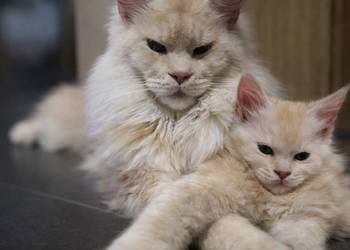 Maine Coon kocurki kotki Koci Gang Leśny*Pl