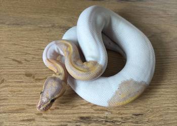 Python Królewski Banana pied