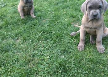 Cane corso Italiano