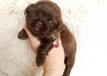 Śliczna czekoladowa suczka rasy Shih-Tzu
