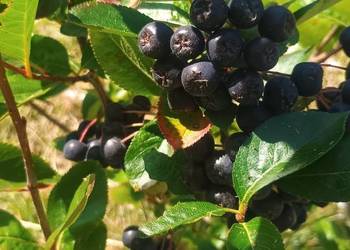 Aronia