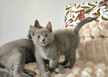 Rosyjski niebiesko - kot, kotka