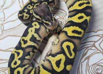 Wąż pyton królewski, python regius samiec
