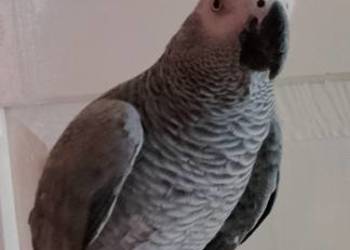 Oswojona papuga żako