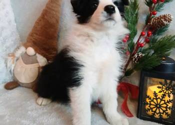 Border collie suczki