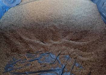 Sprzedam Żyto ozime 1 tona Sprzedam Żyto ozime 1 tona