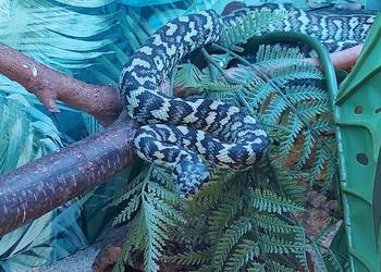 Morelia spilota