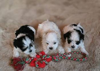 Morkie — York & Maltańczyk — Suczki i Pieski