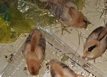 Małe kurczaki, 6 sztuk, wyklute 28 sierpnia, sprzedaż  z kwoką zielononóżką