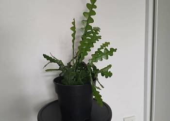 Epiphyllum anguliger kaktus zygzakowaty zygzak