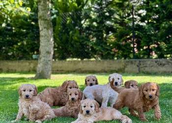Goldendoodle mini Pudel & Golden retriever F1 Śliczna sunia !!!