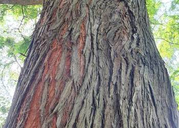 Metasekwoja chińska. Duże drzewa, drzewo obwód pnia 50-70 cm