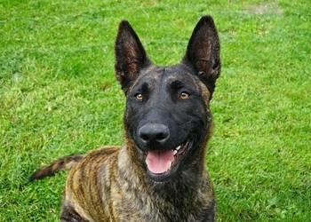 Szczeniaki SUCZKA OWCZAREK HOLENDERSKI hodowla rodowód