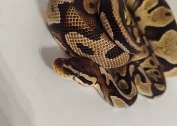 Pytony Królewskie dorosła para