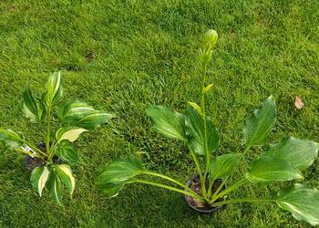 Hosta „The Sweetest Thing”