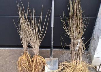 Morwa białą czarna wysylka